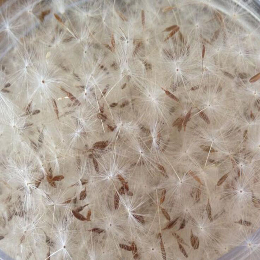 100pcs Mini White Dried Dandel - огляд і ціна Flower Preservation Resin